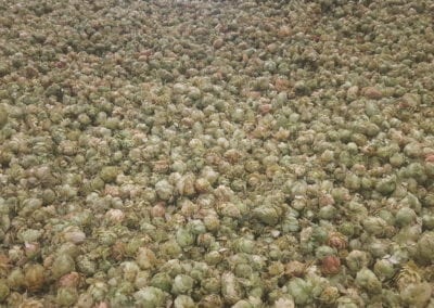 Close up of hops drying