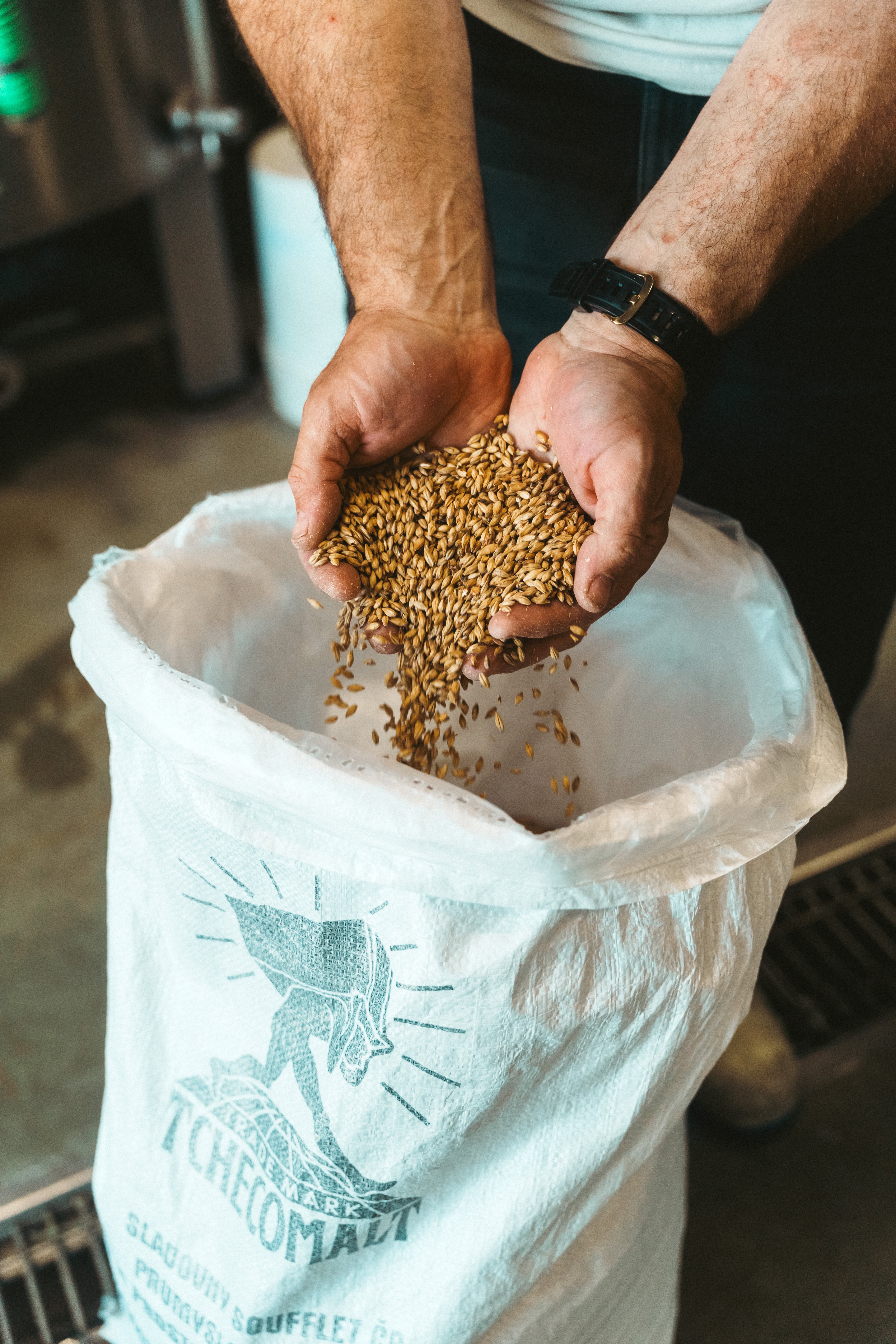 Brewer holding Tchecomalt Munich Malt in hands over malt bag